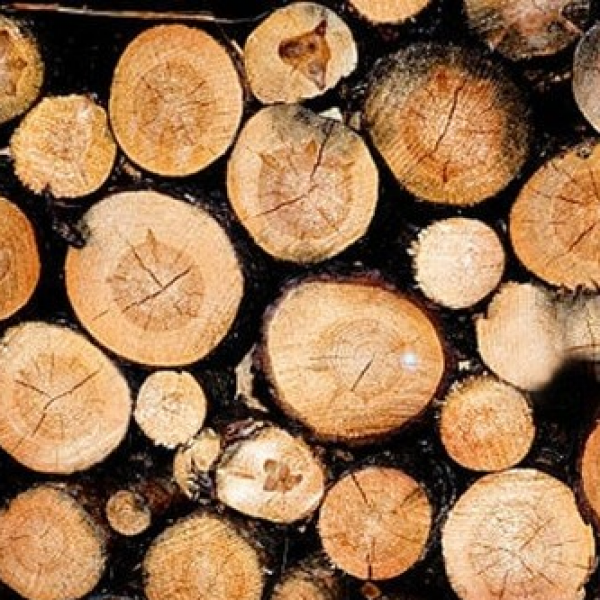 Apel w sprawie wprowadzenia zerowej stawki vat na drewno opałowe 